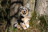 BERGER AUSTRALIEN PUPPIES 591
